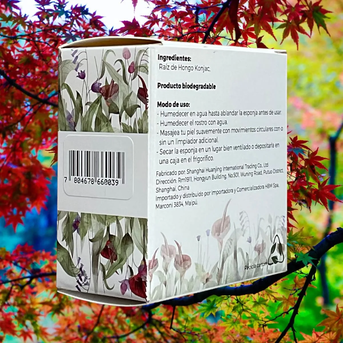 Esponja facial Konjac vegetal 100% natural biodegradable - Imagen 3