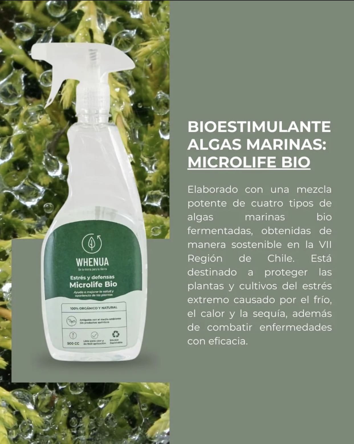 Bioestimulante Whenua Microlife Bio Spray 500cc - Imagen 4