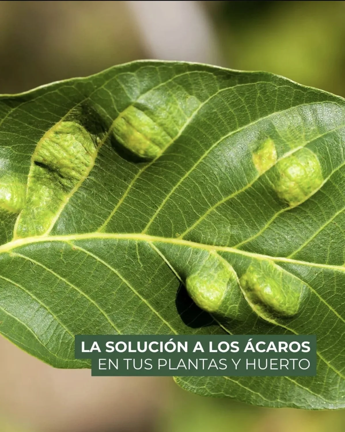 Insecticida Natural Whenua Chetak Spray 500cc - Imagen 7