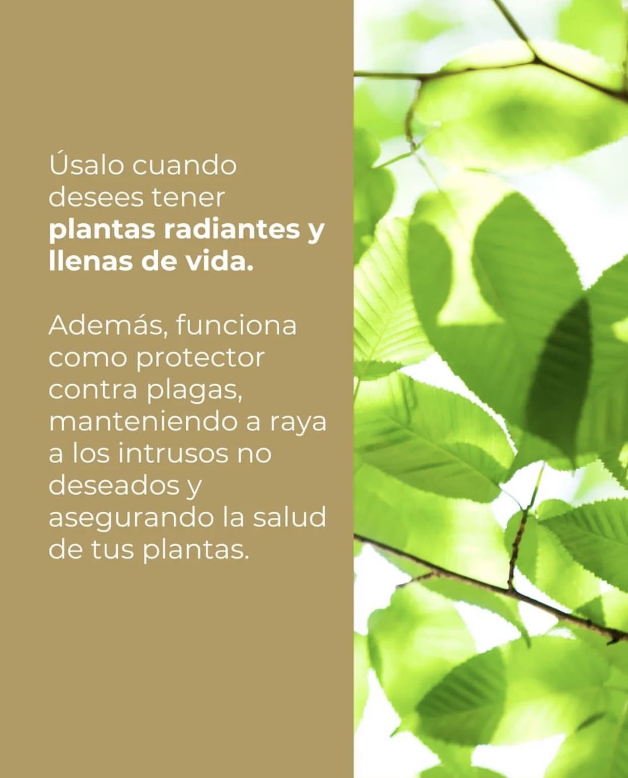 Abrillantador Vegetal Whenua Koru Shine Spray 500cc - Imagen 5