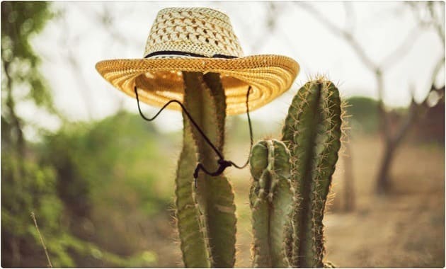 Protector Solar para Plantas Whenua Bioscreen Spray 500cc - Imagen 15