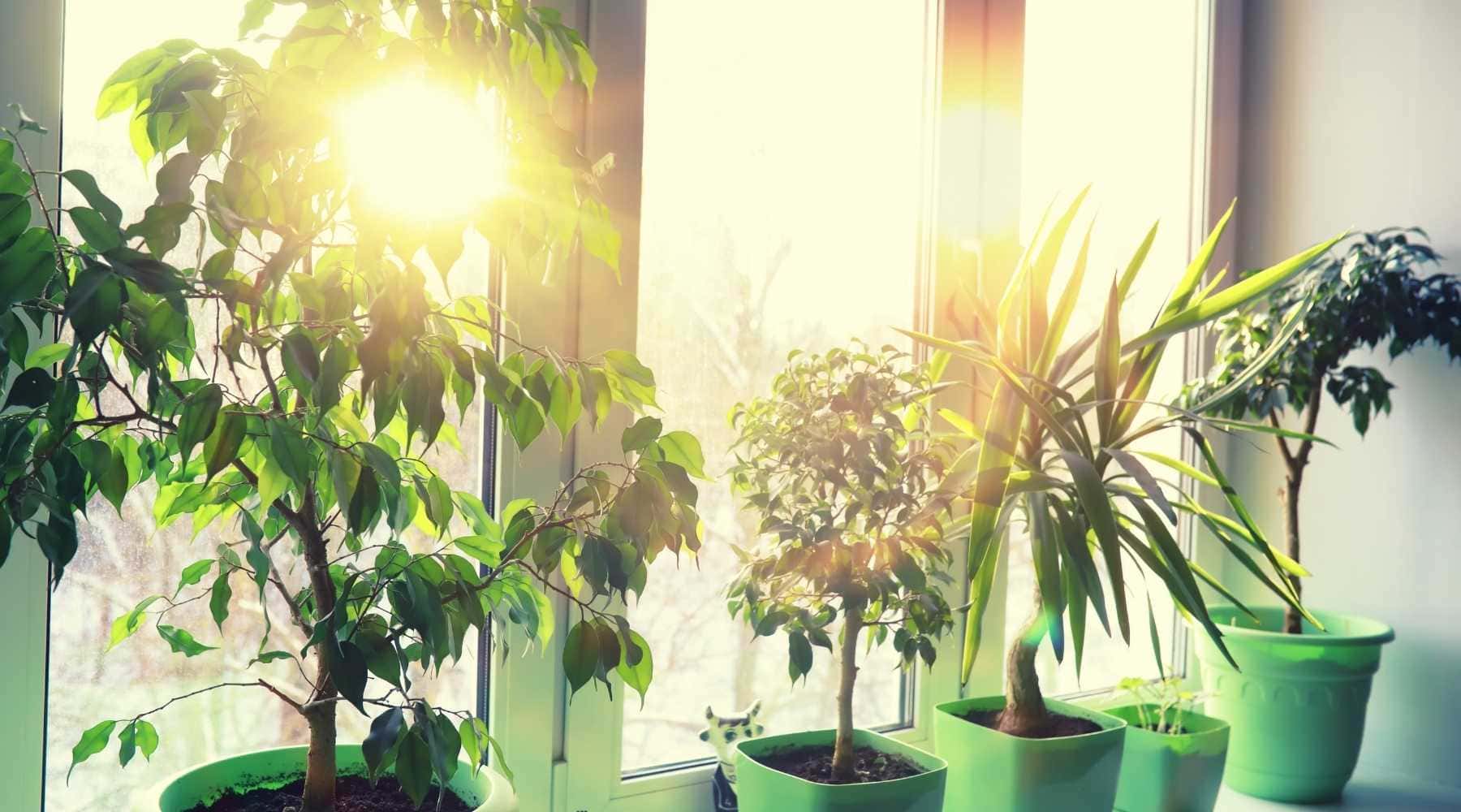 Protector Solar para Plantas Whenua Bioscreen Spray 500cc - Imagen 14