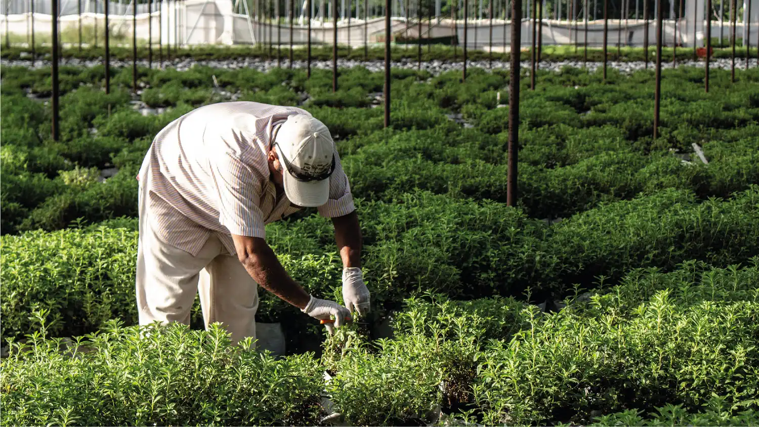Stevia Endulzante Natural en Polvo 50g Health Natural - Imagen 4