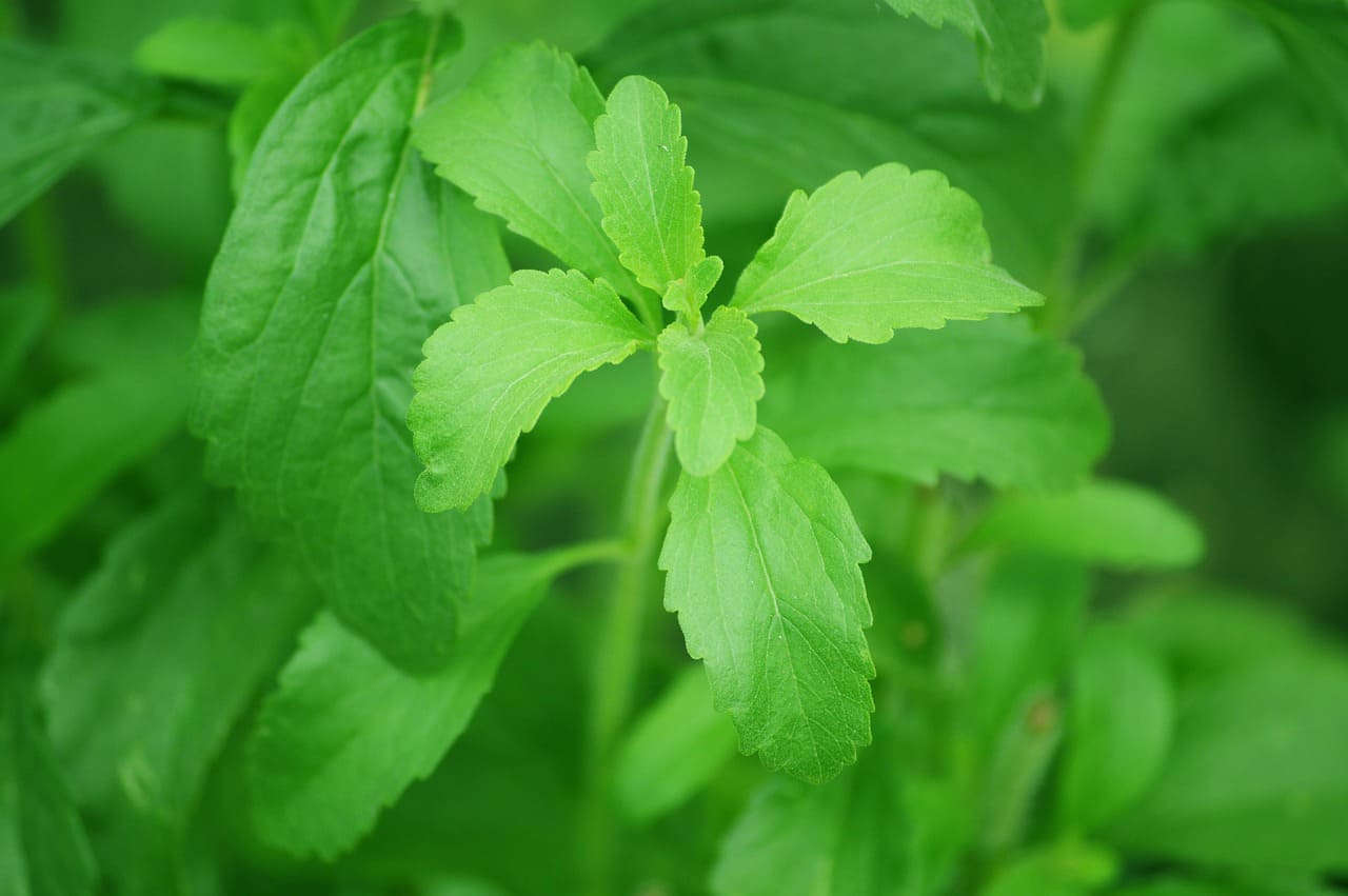 Stevia Endulzante Natural en Polvo 50g Health Natural - Imagen 6