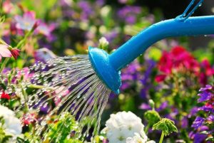 Cómo cuidar las plantas en verano