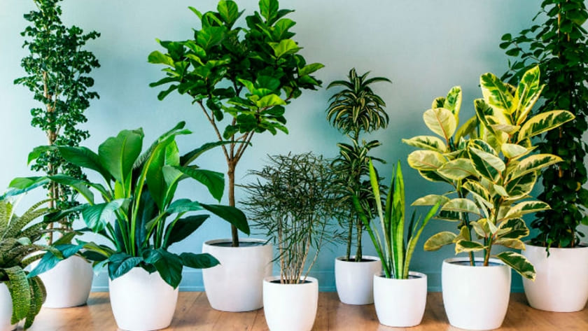 Sustrato Multipropósito Premium 6 Litros Whenua - Versátil para todo tipo de plantas - Imagen 3