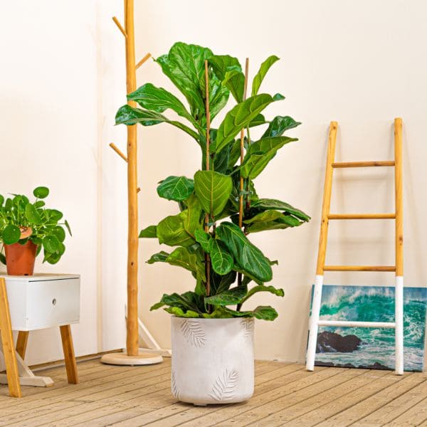 Sustrato Verde Hogar 6 Litros Whenua - Plantas de interior y decoración - Imagen 5