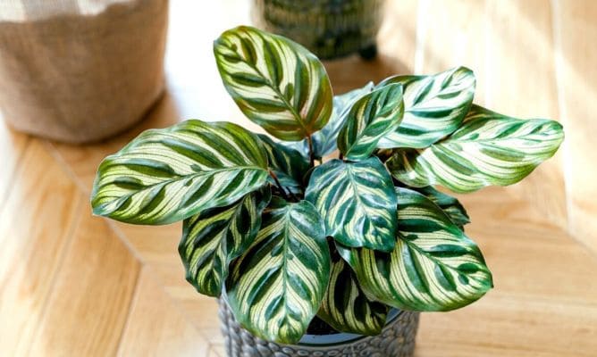 Sustrato Verde Hogar 6 Litros Whenua - Plantas de interior y decoración - Imagen 4