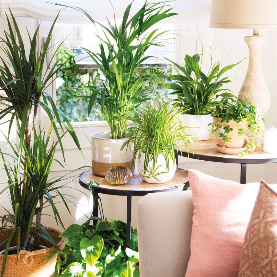 Sustrato Verde Hogar 6 Litros Whenua - Plantas de interior y decoración - Imagen 2