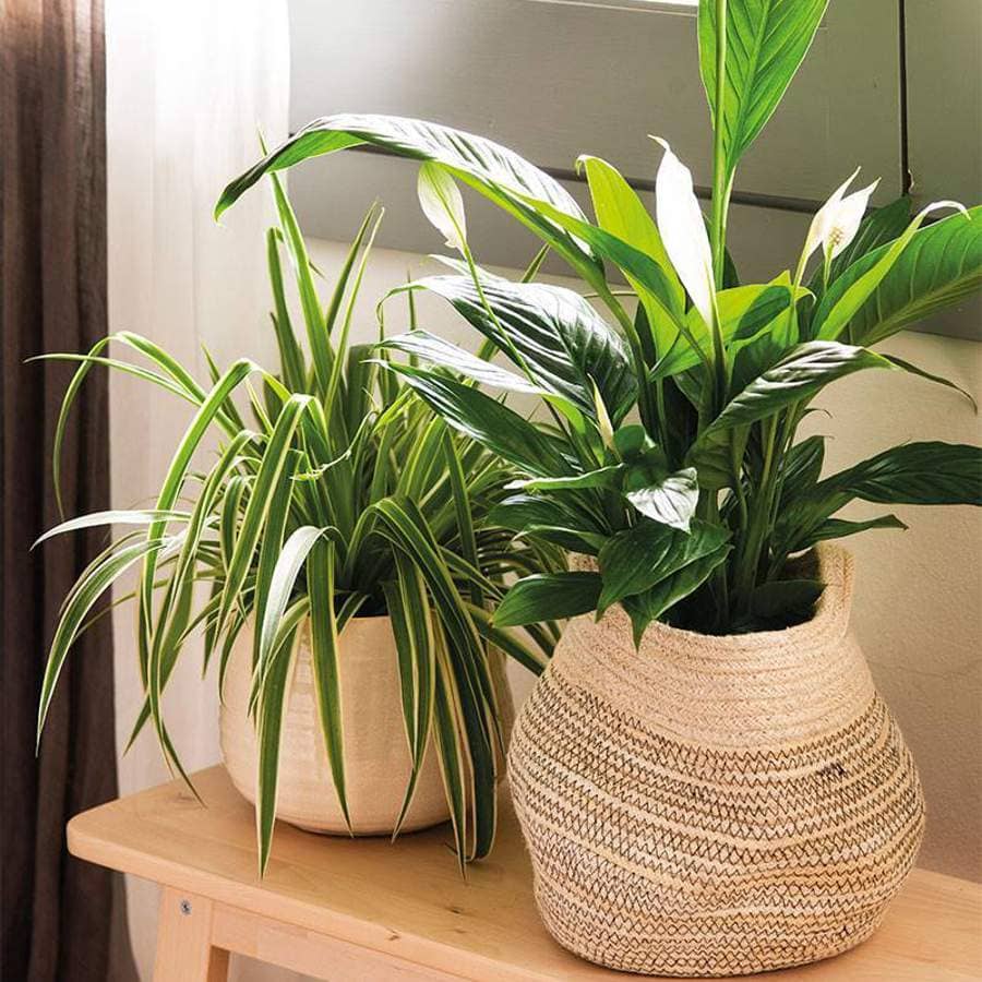 Sustrato Verde Hogar 6 Litros Whenua - Plantas de interior y decoración - Imagen 3
