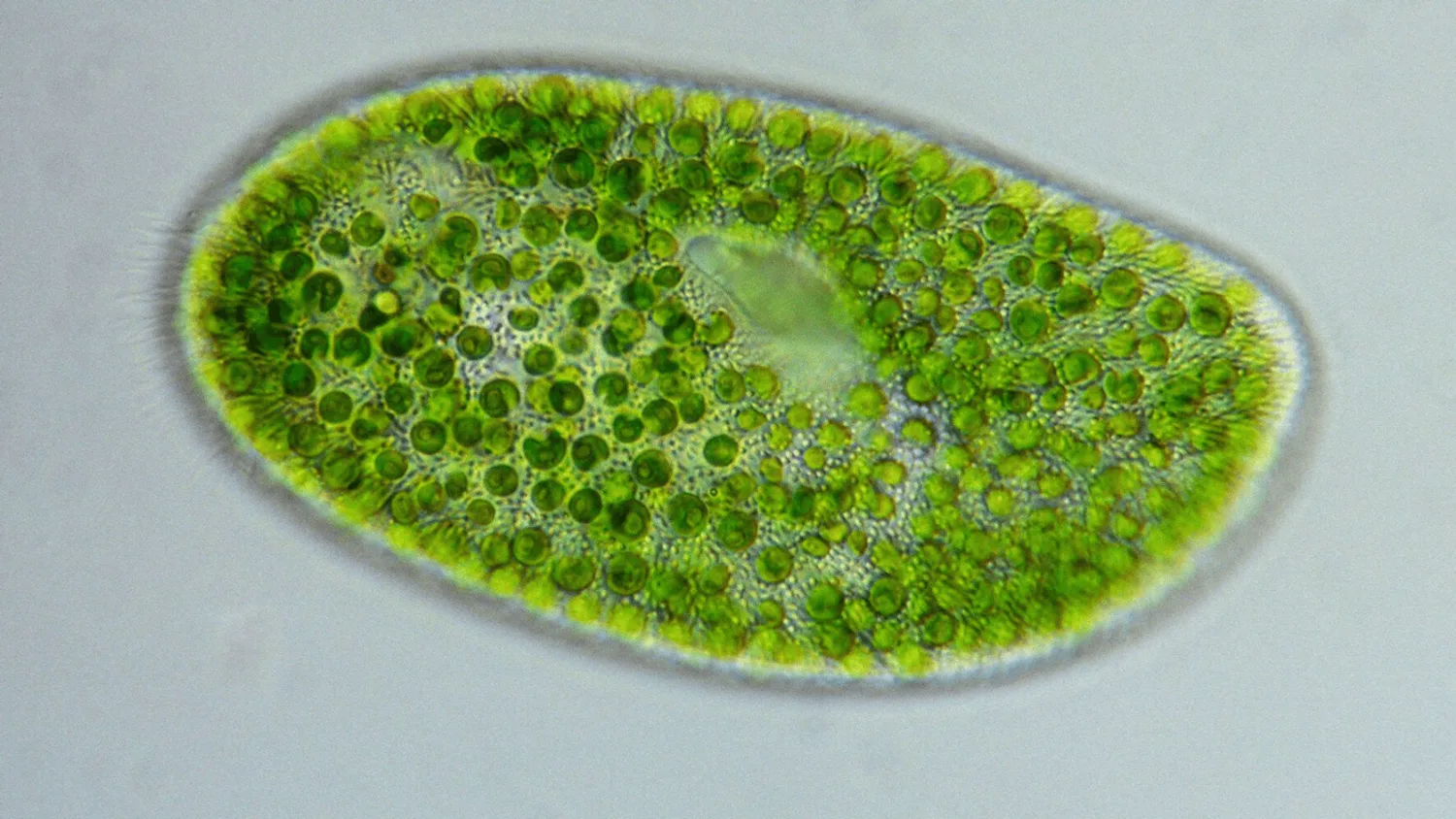 Chlorella Orgánica 180 Tabletas 90g - Manare - Imagen 19