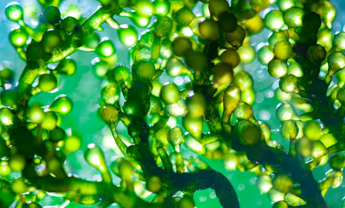 Chlorella Orgánica 180 Tabletas 90g - Manare - Imagen 9