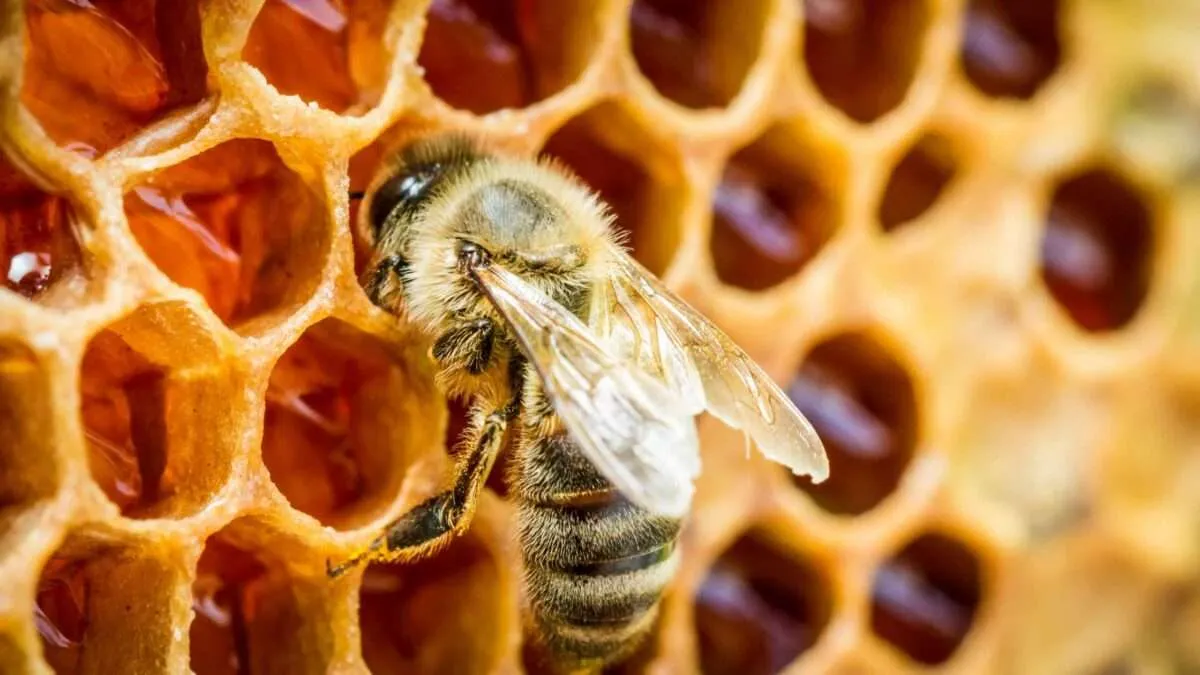 Miel De Bosque Nativo 500g 100% Natural de abejas - Manare - Imagen 6