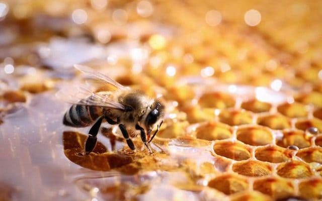Miel De Bosque Nativo 500g 100% Natural de abejas - Manare - Imagen 9