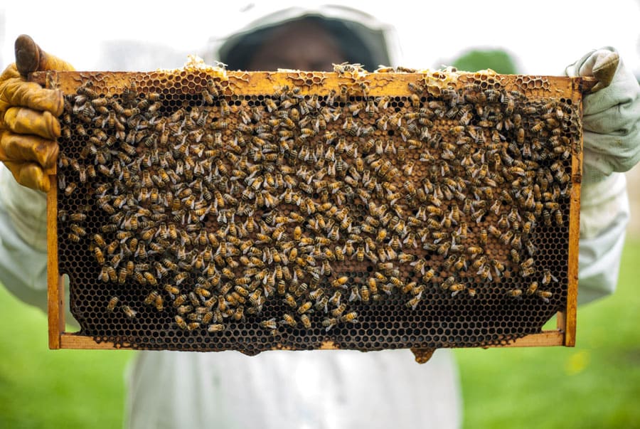 Miel De Bosque Nativo 500g 100% Natural de abejas - Manare - Imagen 11