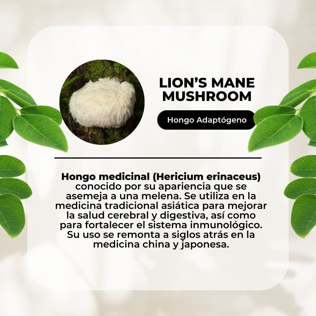Melena de león Karun Life 60 cápsulas vegetales – 500 mg - Imagen 3