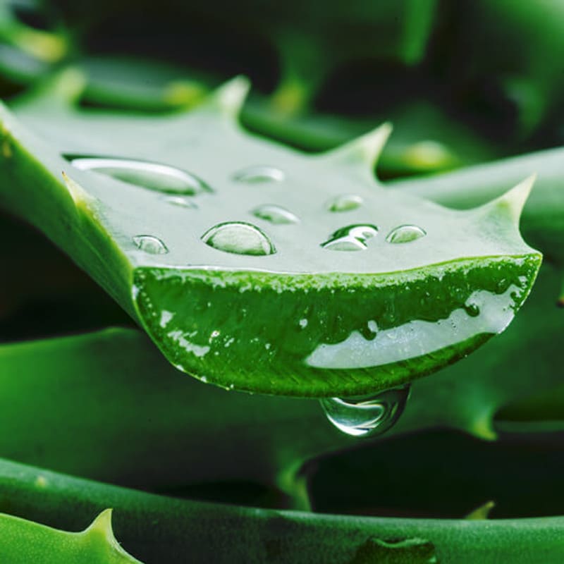 Aloe Vera Gel 473ml - Uso Alimenticio Y Cosmético - Manare - Imagen 7