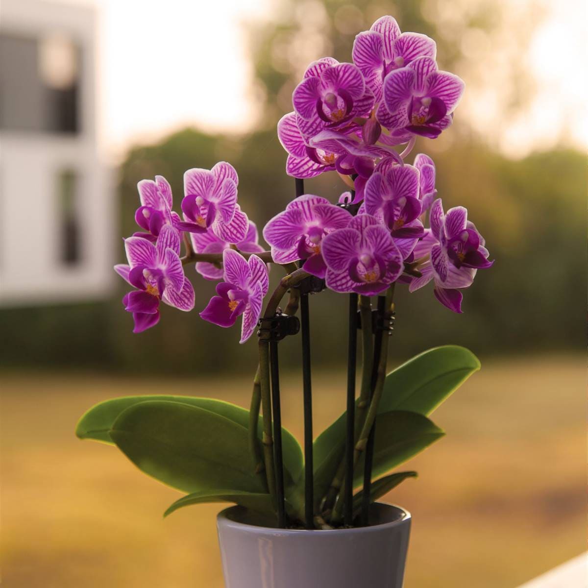 Fertilizante Vitalizador De Orquídeas Whenua Koru Orchid - Imagen 9