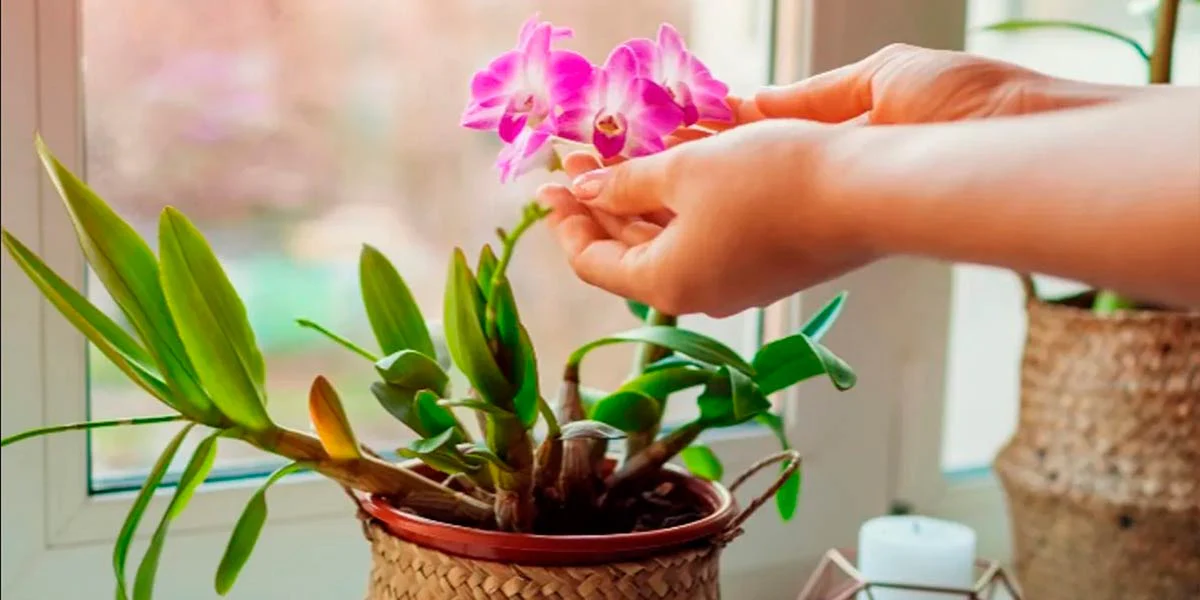 Fertilizante Vitalizador De Orquídeas Whenua Koru Orchid - Imagen 5