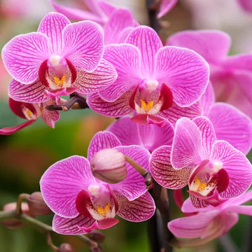 Fertilizante Vitalizador De Orquídeas Whenua Koru Orchid - Imagen 6