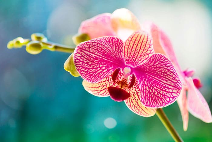 Fertilizante Vitalizador De Orquídeas Whenua Koru Orchid - Imagen 8