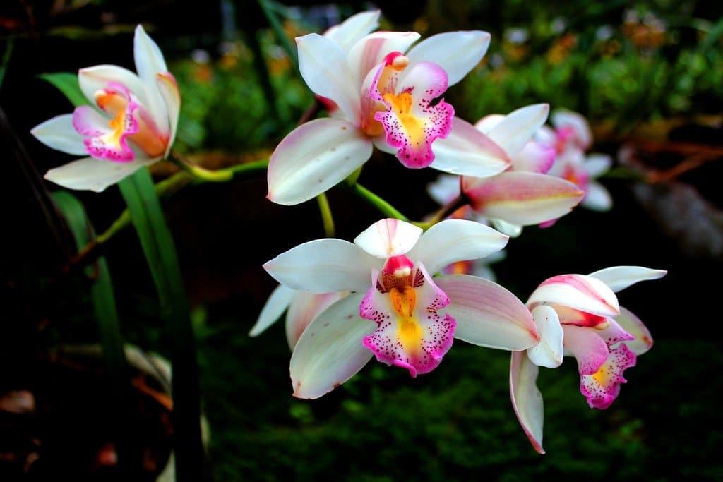 Fertilizante Vitalizador De Orquídeas Whenua Koru Orchid - Imagen 7