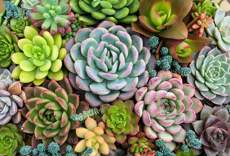 Fertilizante Bioestimulante de Suculentas Whenua Succu Feed - Imagen 9